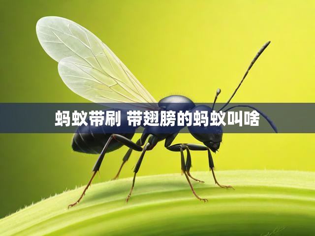蚂蚁带刷 带翅膀的蚂蚁叫啥