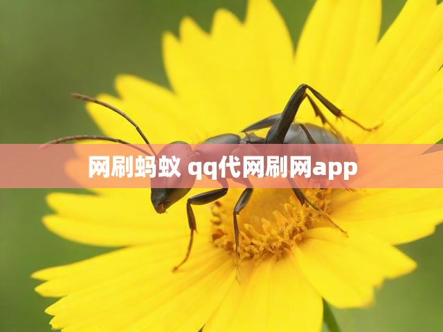 网刷蚂蚁 qq代网刷网app