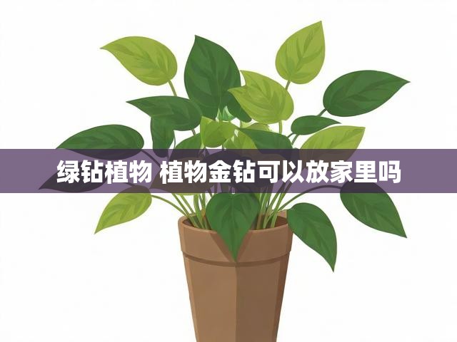 绿钻植物 植物金钻可以放家里吗